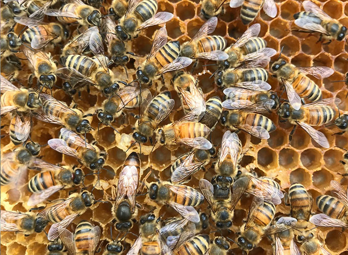 bee hive