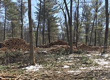 Habitat Management Ludington